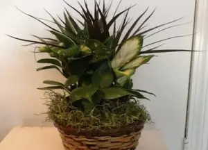 A basket of plants on top of a table.