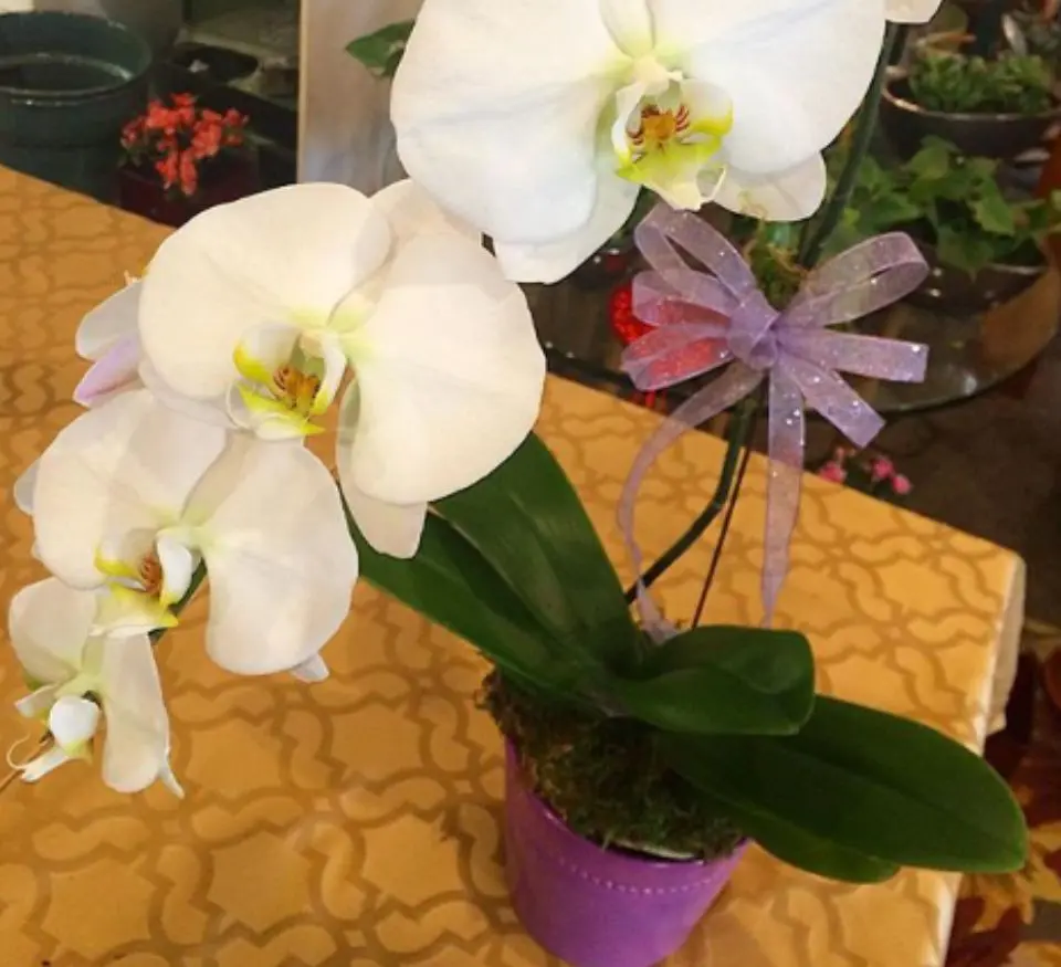 A white orchid plant with purple ribbon on the top of it.