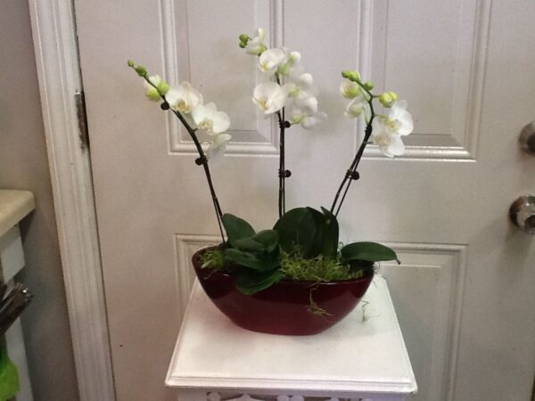 A white orchid plant in a red bowl on top of a table.
