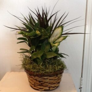 A plant in a basket on top of a table.