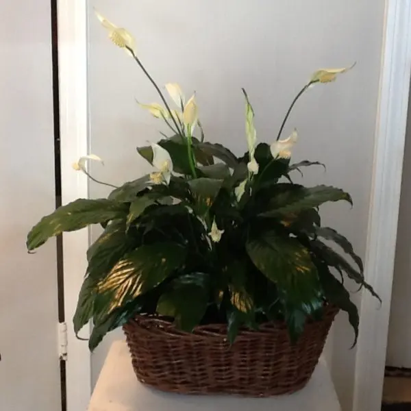 A basket with some plants inside of it