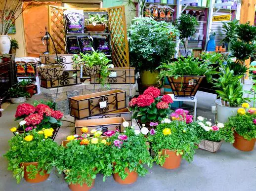 A display of flowers and plants in pots.