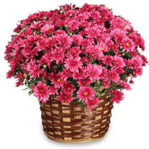 A basket of flowers with pink flowers in it.