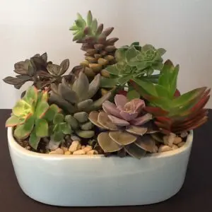 A white bowl filled with different types of plants.