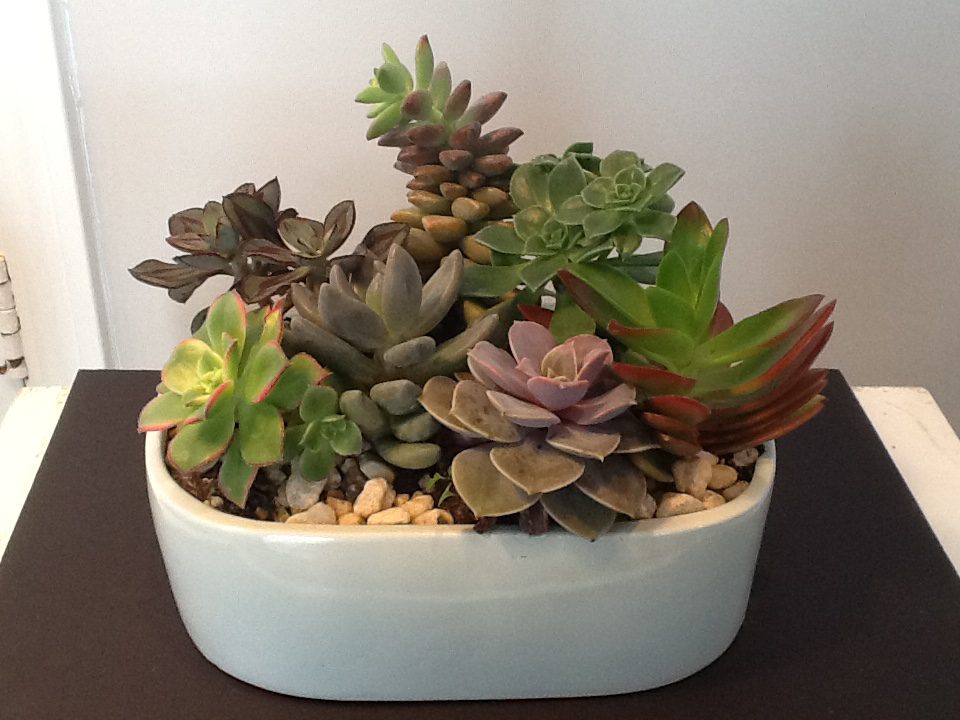 A white bowl filled with different types of plants.